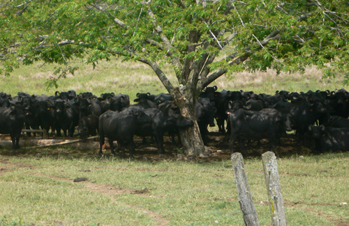 Búfalos com sombra no pasto : criação com base em princípios orgânicos